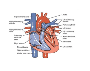 Normal heart chambers