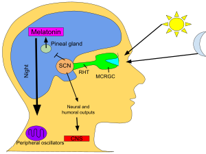 Melatonin